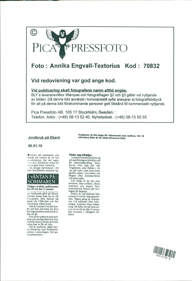 Animals: Cattle and Bulls - Vintage Photograph