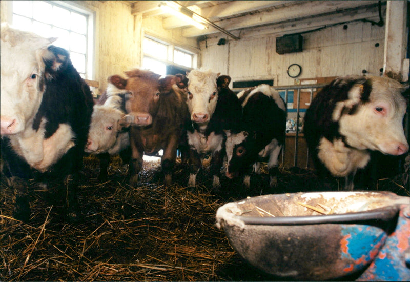 Animals: Cattle and Bulls - Vintage Photograph