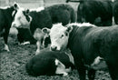 Animals: Cattle and Bulls - Vintage Photograph