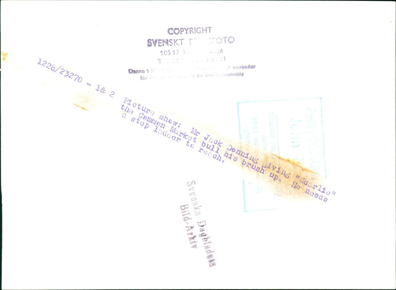 Animals: Cattle and Bulls: Mr Jack Caarlio - Vintage Photograph