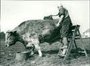 Animals: Cattle and Bulls: Mr Jack Caarlio - Vintage Photograph