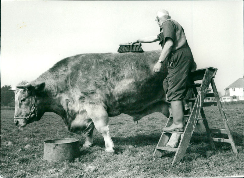 Animals: Cattle and Bulls: Mr Jack Caarlio - Vintage Photograph