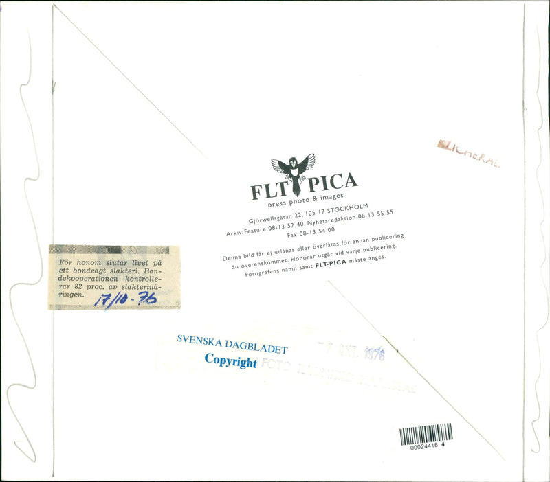 Animals: Cattle and Bulls - Vintage Photograph