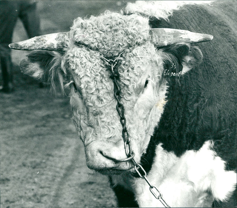 Animals: Cattle and Bulls - Vintage Photograph