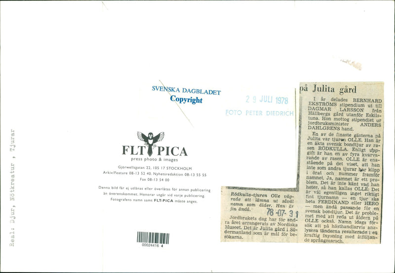 Animals: Cattle and Bulls - Vintage Photograph