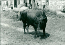 Animals: Cattle and Bulls - Vintage Photograph