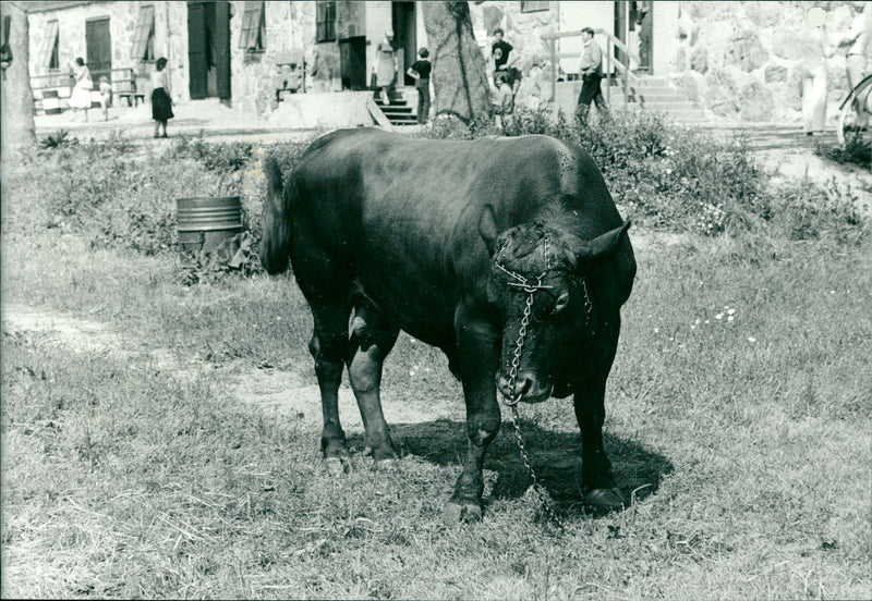 Animals: Cattle and Bulls - Vintage Photograph
