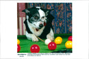 Dog billiard - Vintage Photograph