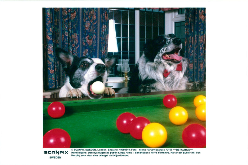 Dog Billiard - Vintage Photograph