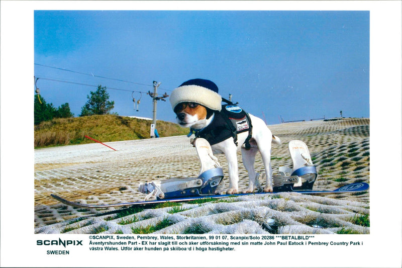 Dog Snowboarding - Vintage Photograph