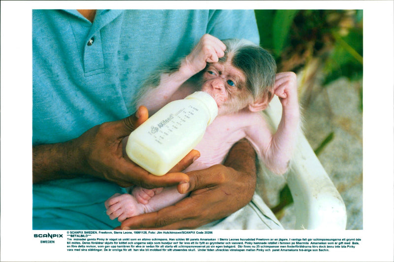 Albino chimpanzee - Vintage Photograph