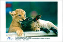 Lion and lamb - Vintage Photograph