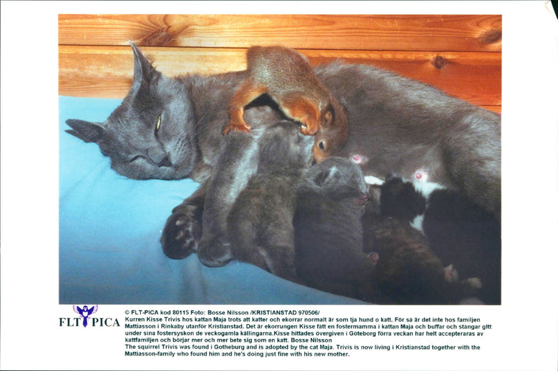 Squirrel baby with his new family - Vintage Photograph