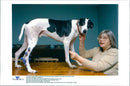 Greyhound lurcher Raja with owner Jenny Hunt - Vintage Photograph