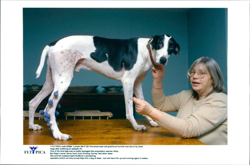 Greyhound lurcher Raja with owner Jenny Hunt - Vintage Photograph