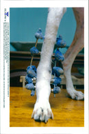 Dog injuries - Vintage Photograph