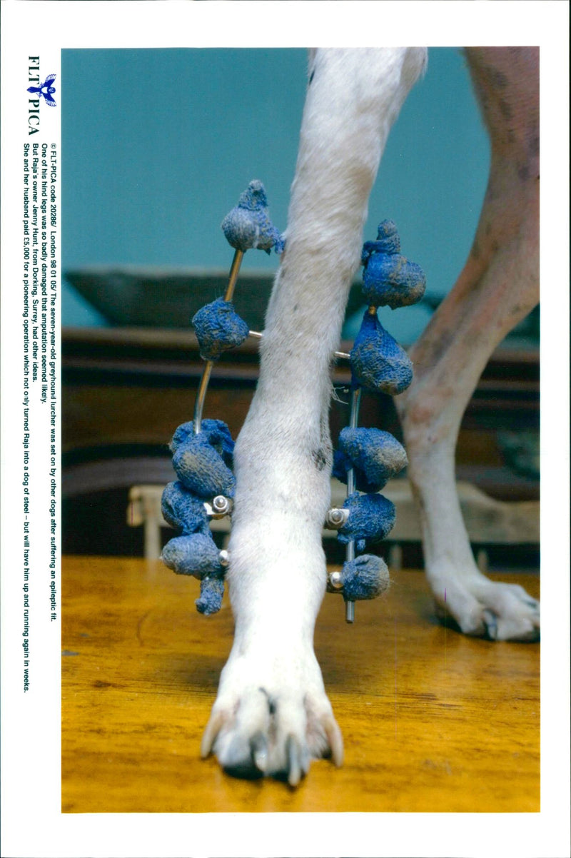 Dog injuries - Vintage Photograph