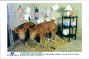 The British pigs Butch and Sundance - Vintage Photograph