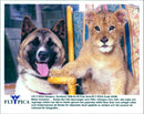 The dog Suki and the lions Simba - Vintage Photograph