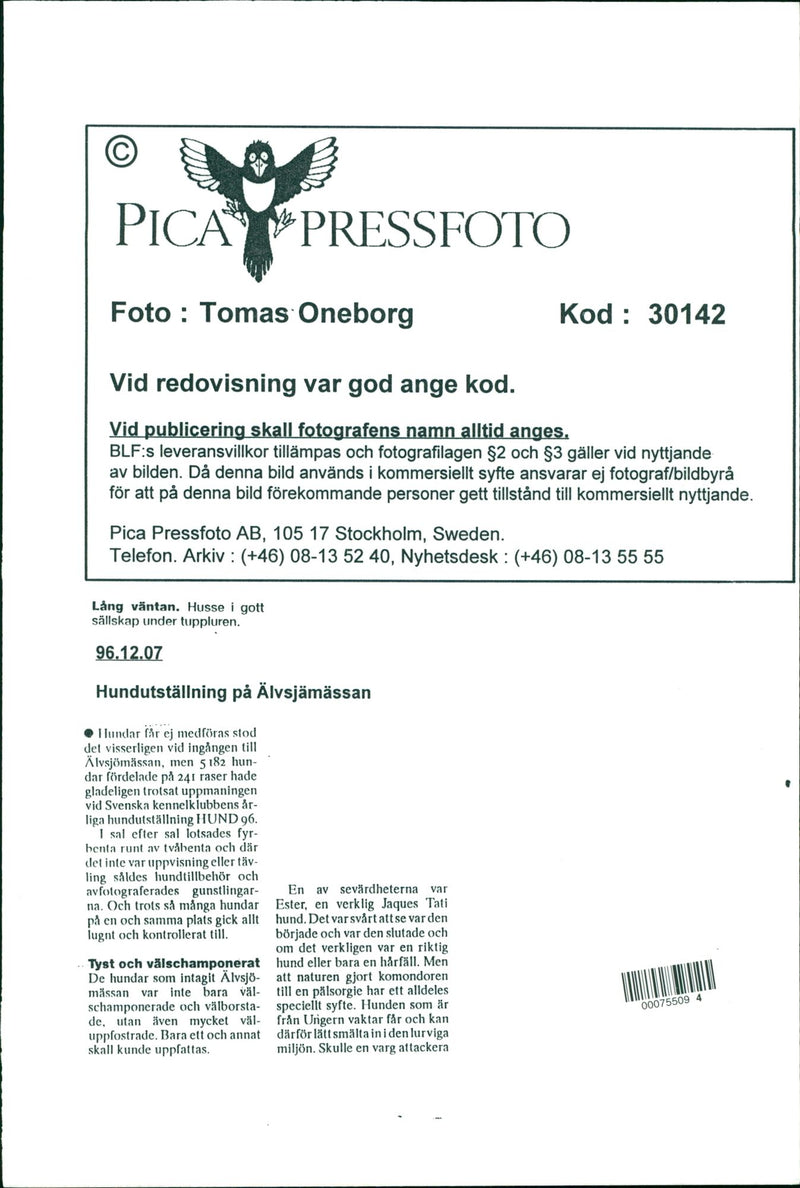 Dog show at the Älvsjö fair. - Vintage Photograph