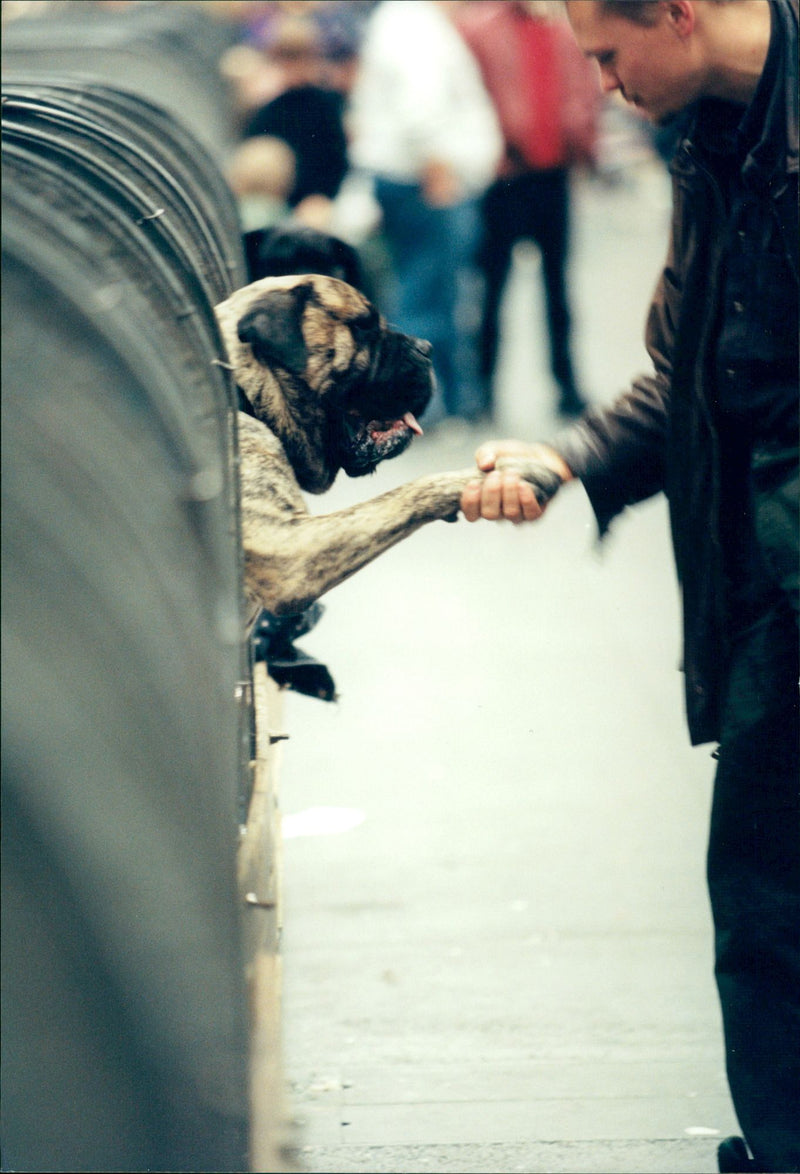 Dog show at the Älvsjö fair. - Vintage Photograph