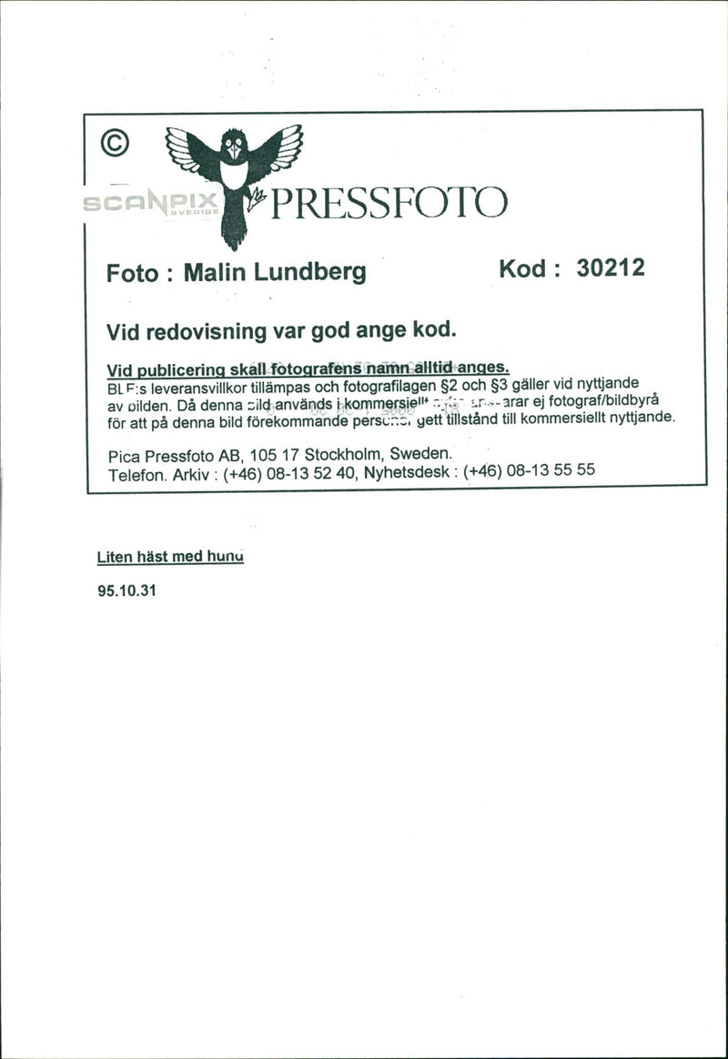 Funny pictures with animals. - Vintage Photograph