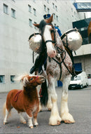 Funny pictures with animals. - Vintage Photograph