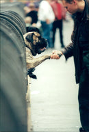 Funny pictures with animals. - Vintage Photograph