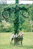 Funny pictures with animals. - Vintage Photograph