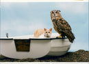 The owl and the pussy-cat . - Vintage Photograph