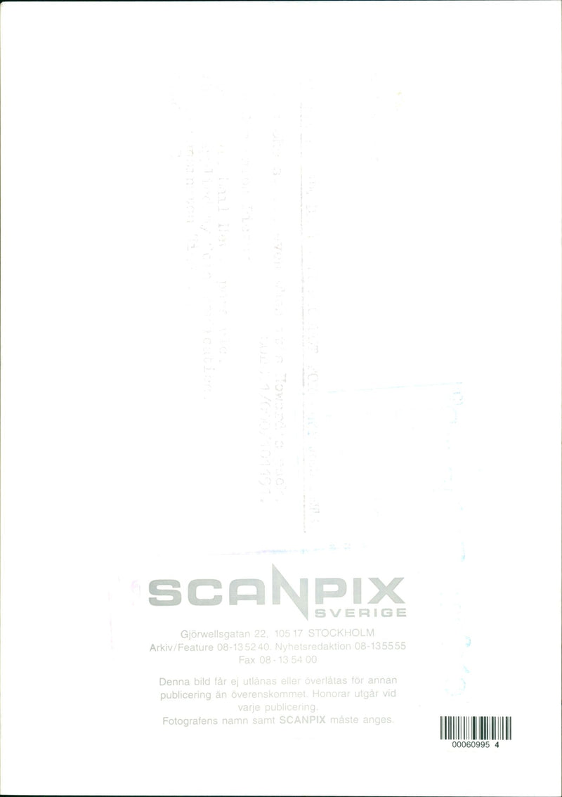 Cats. - Vintage Photograph