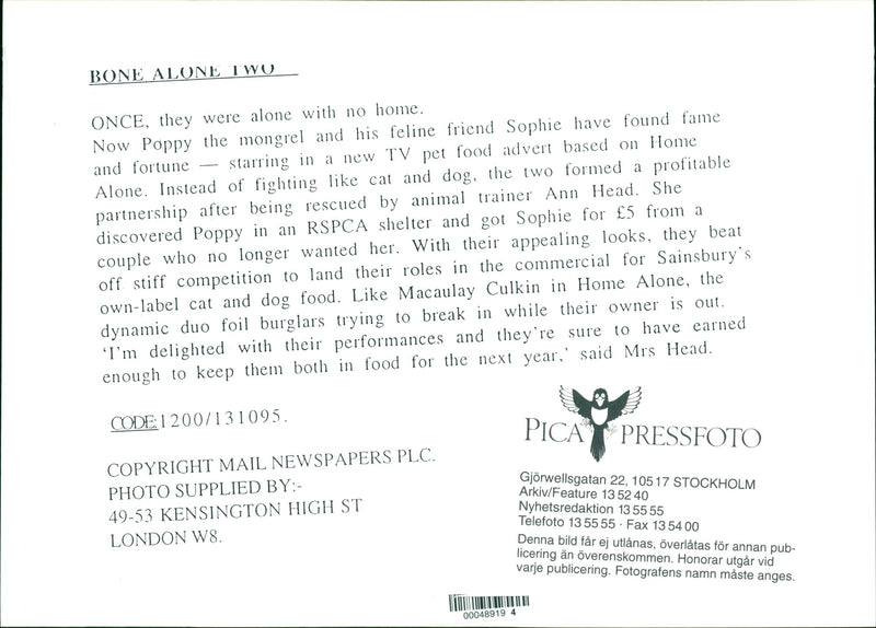 Cat and dog partnership. - Vintage Photograph