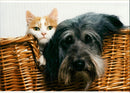 Cat and dog partnership. - Vintage Photograph