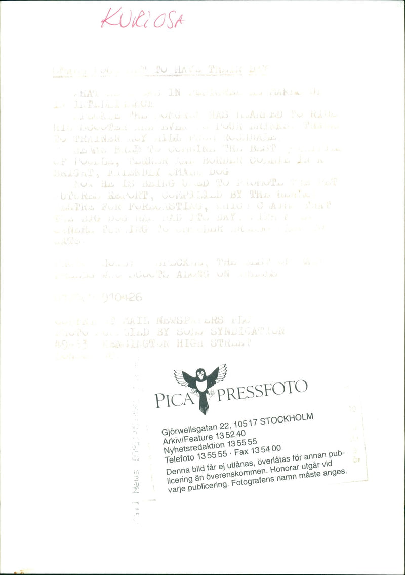 Funny pictures with animals. - Vintage Photograph