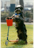 Funny pictures with animals. - Vintage Photograph