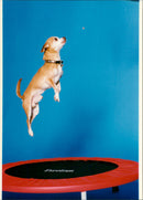 Funny pictures with animals. - Vintage Photograph