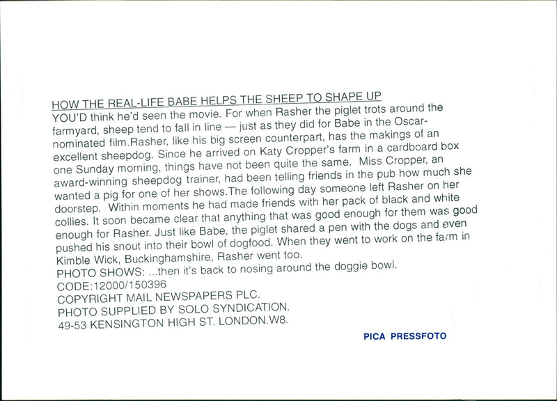 The sheepdog and a piglet. - Vintage Photograph