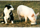 The sheepdog and a piglet. - Vintage Photograph