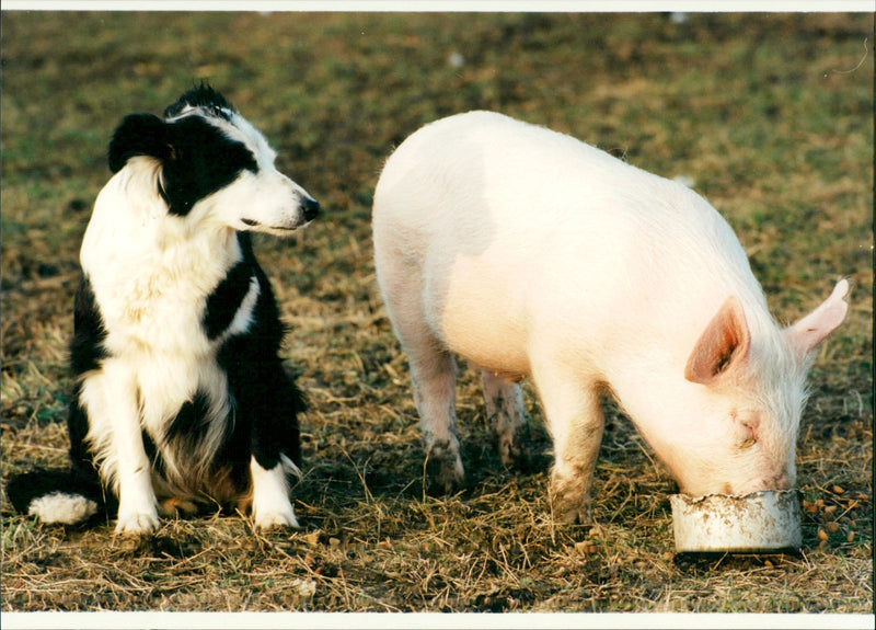 The sheepdog and a piglet. - Vintage Photograph