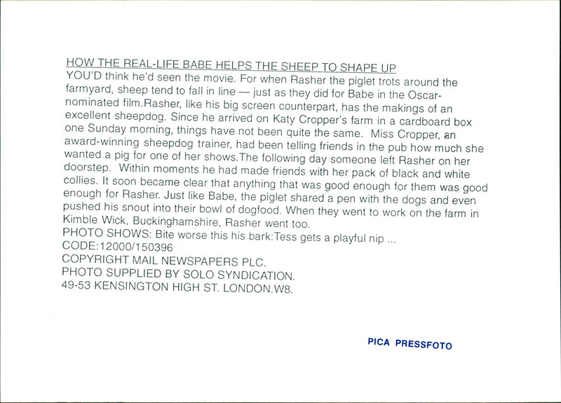 The sheepdog and a piglet. - Vintage Photograph