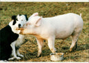 The sheepdog and a piglet. - Vintage Photograph