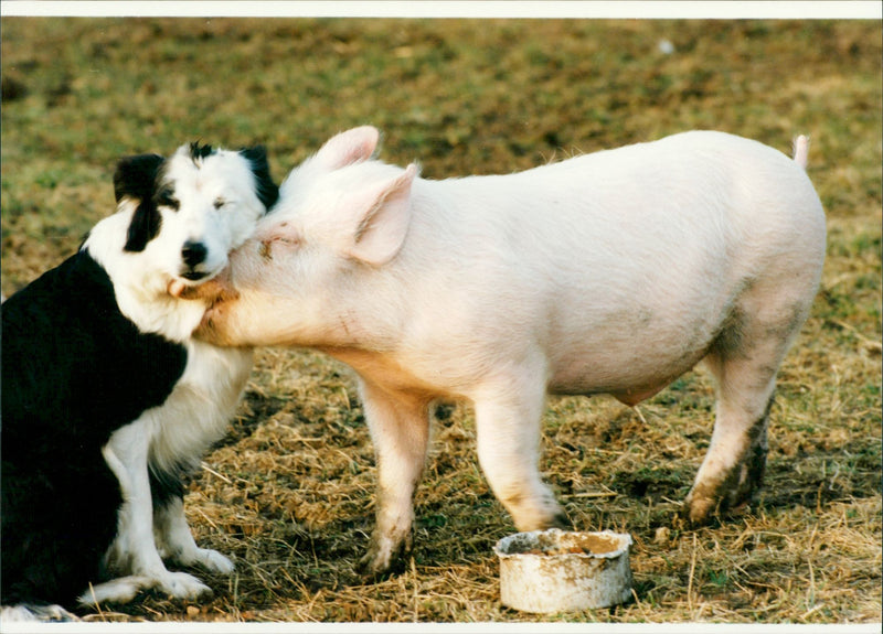The sheepdog and a piglet. - Vintage Photograph
