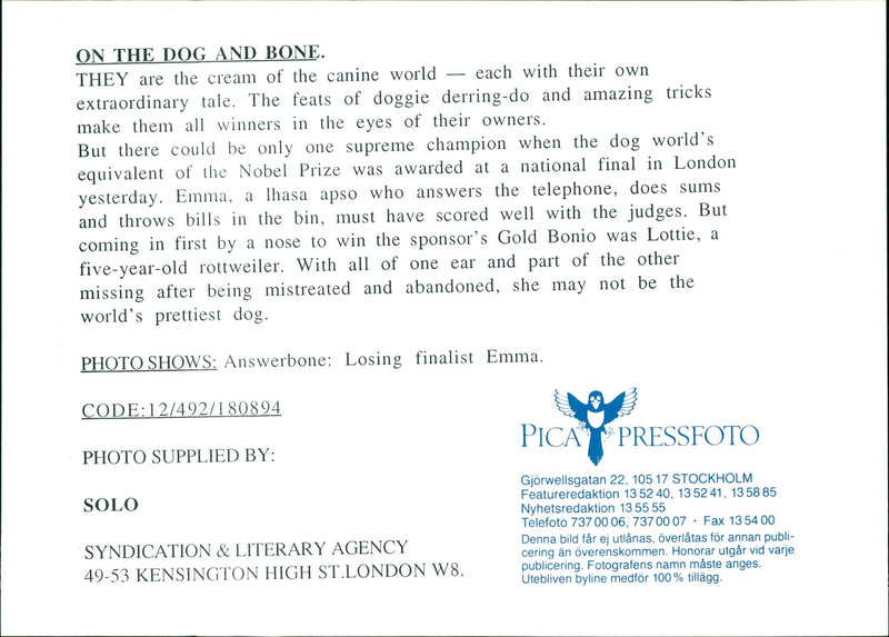 The dog and the bone. - Vintage Photograph