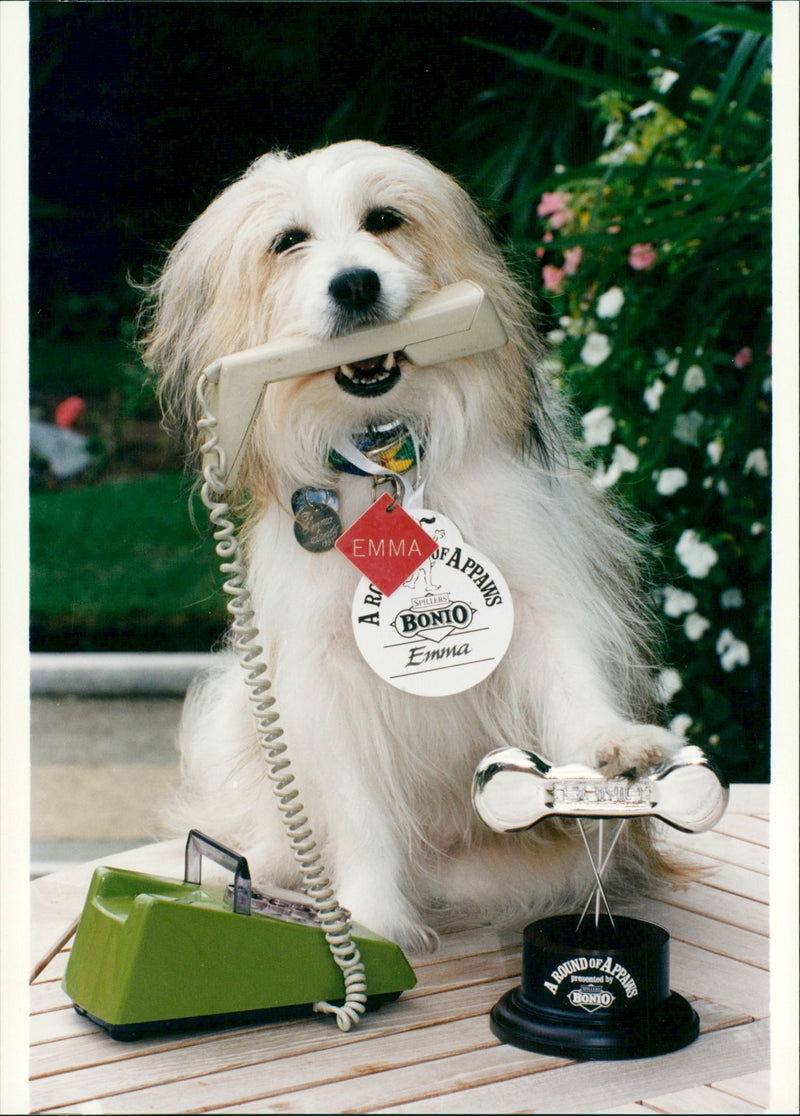 The dog and the bone. - Vintage Photograph