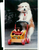 Funny pictures with animals. - Vintage Photograph