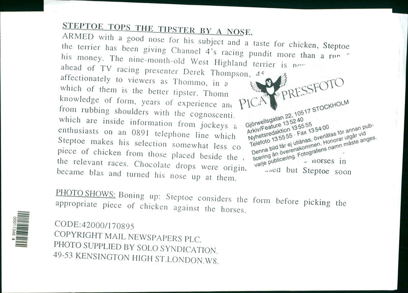 Dogs. - Vintage Photograph