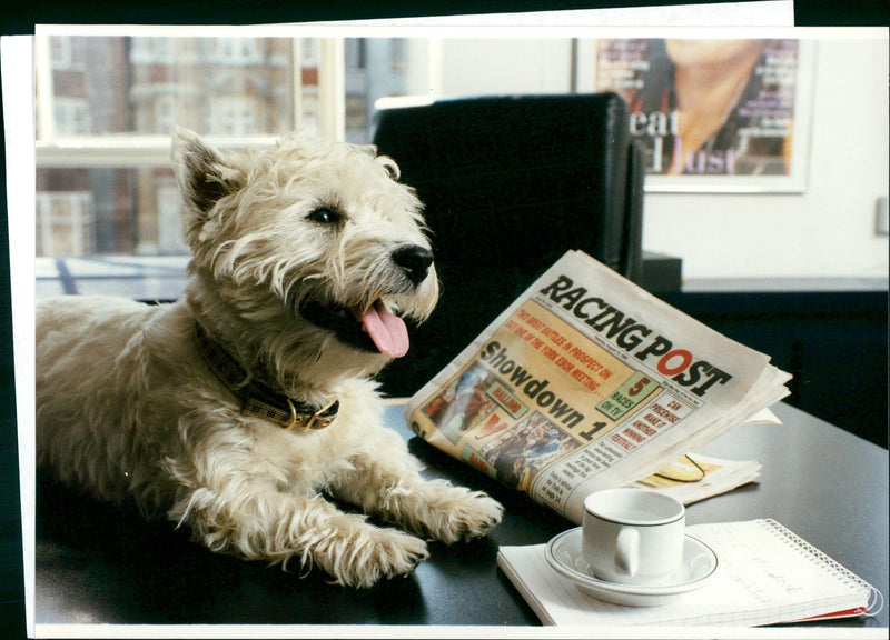 Dogs. - Vintage Photograph
