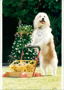 On the dog and bone. - Vintage Photograph