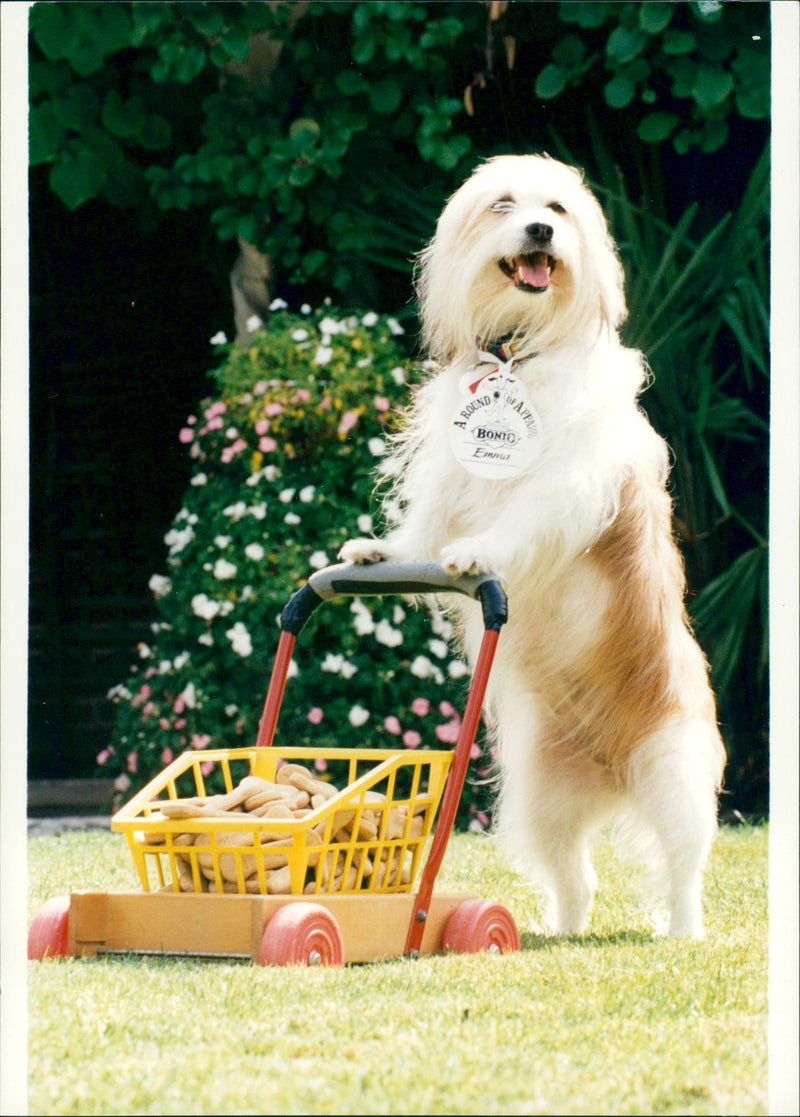 On the dog and bone. - Vintage Photograph
