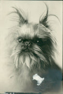 Dog. - Vintage Photograph